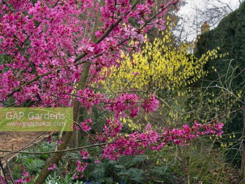 Prunus 'Collingwood Ingram' en fleur mars printemps 