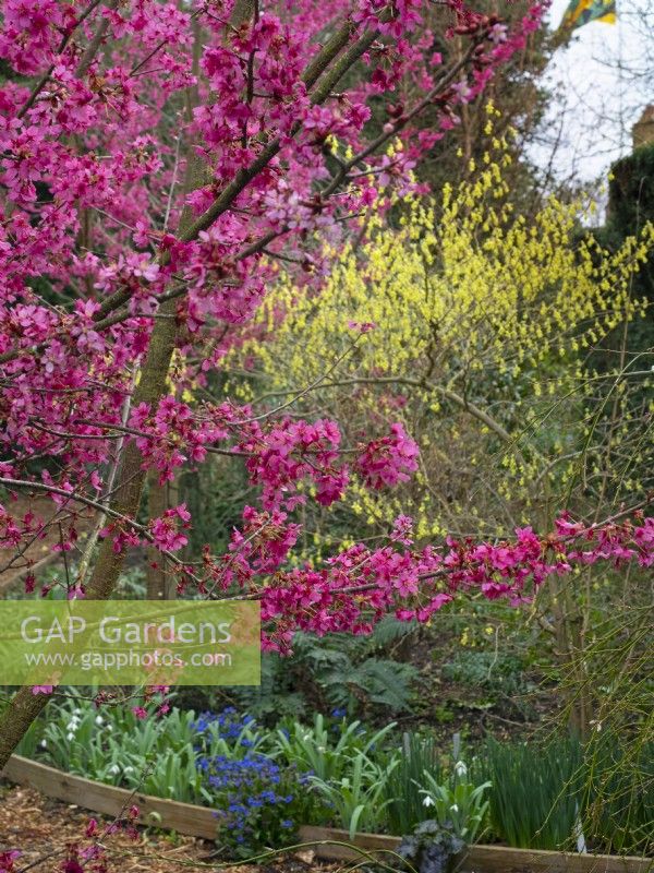  Prunus 'Collingwood Ingram' en fleur mars printemps 