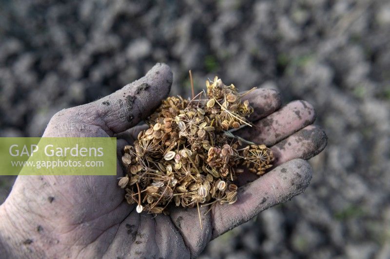 Graines de panais Pastinaca sativa prêtes à être semées sur un lotissement dans une main de jardinier boueuse. 