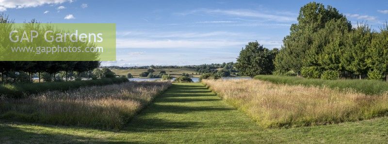 Vue panoramique d'un large chemin d'herbe à travers la plantation de Miscanthus 'Silver spider' avec l'érable champêtre, Acer campestris à gauche. Jardins biologiques de Holt Farm, Somerset. 