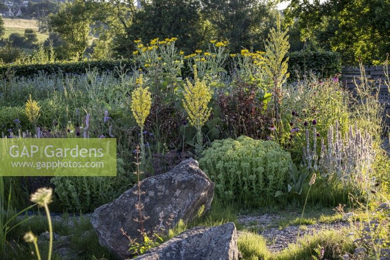 Verbascum olympicum et autres plantes vivaces de fin d'été dans un parterre de jardin sec avec de gros rochers intelligemment placés pour la structure 