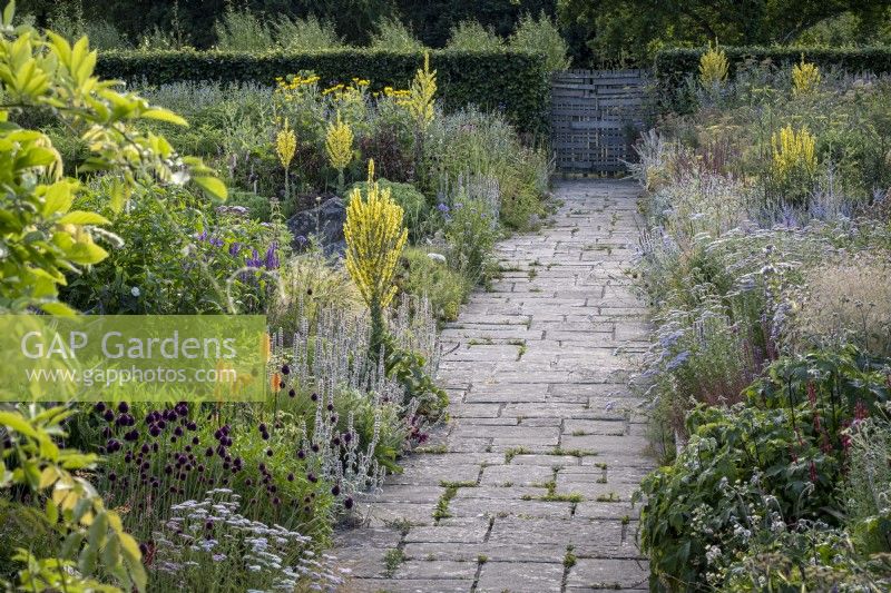 Un chemin pavé mène à travers un parterre de fleurs estival profond avec Achillea millefolium, Allium sphaerocephalon, Kniphofia et Verbascum olympicum 