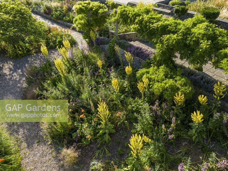 L'été dans un jardin de gravier, avec des dérives de plantes vivaces et des allées de gravier sinueuses. Verbascum olympicum attrape la lumière du soleil tardive 