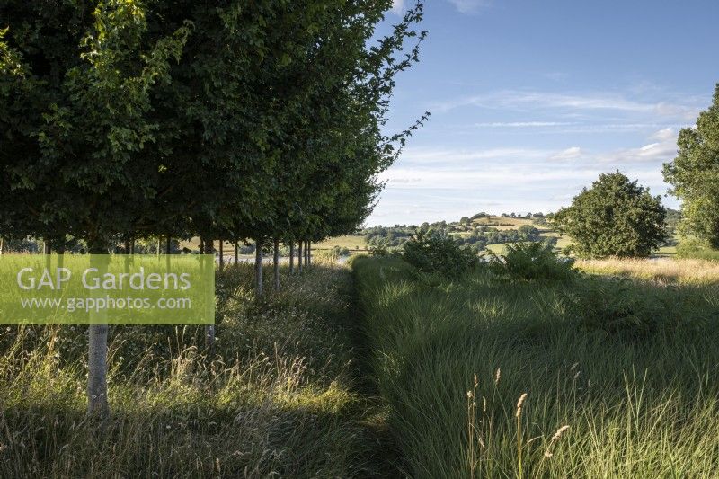 Érable champêtre, Acer campestris et Miscanthus 'Silver spider' 