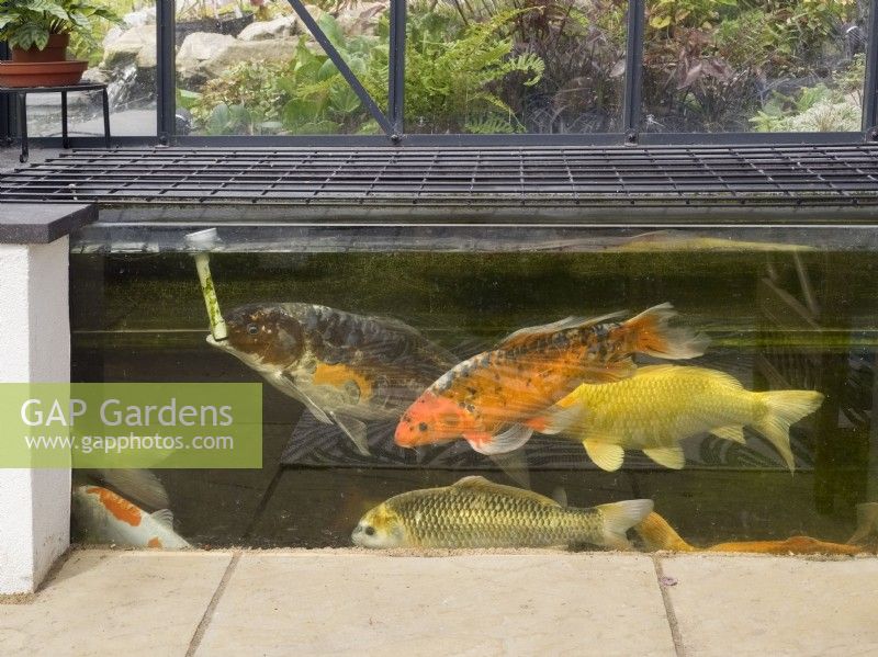 Aquarium avec carpes dans une véranda reliée à un étang de jardin extérieur 