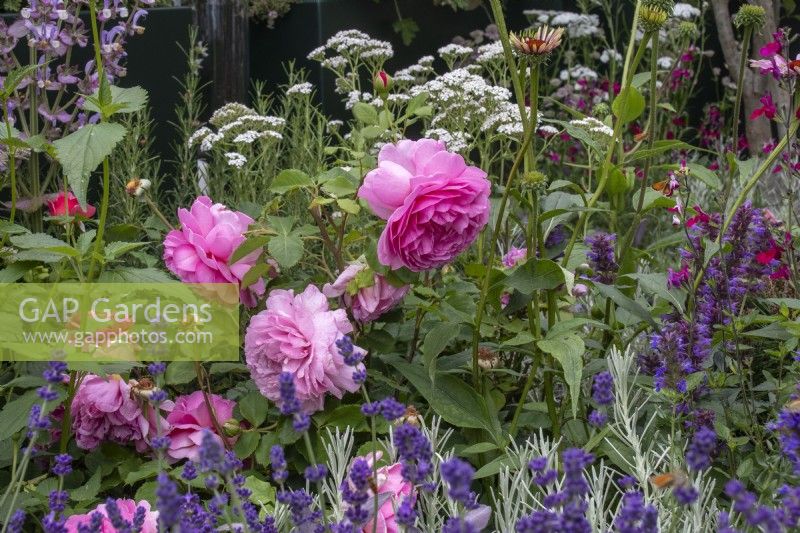 Rosa 'Princesse Alexandra de Kent' avec Lavandula angusifolia 'Hidcote' - designer Nicola Hale - Landform Mental Wealth Garden - RHS Hampton Court Palace Garden Festival 