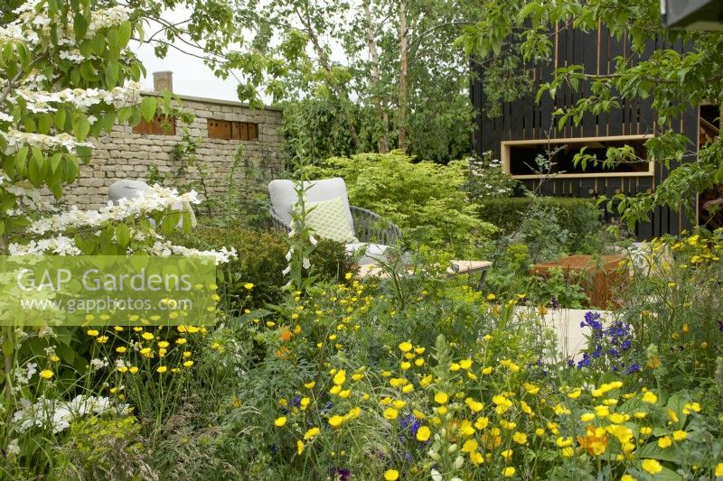 RHS Chelsea Flower Show 2023 - Le jardin RSPCA conçu par Martyn Wilson Silver Gilt, au premier plan Viburnum plicatum Watanabe avec des boutons d'or au-delà d'un coin salon 