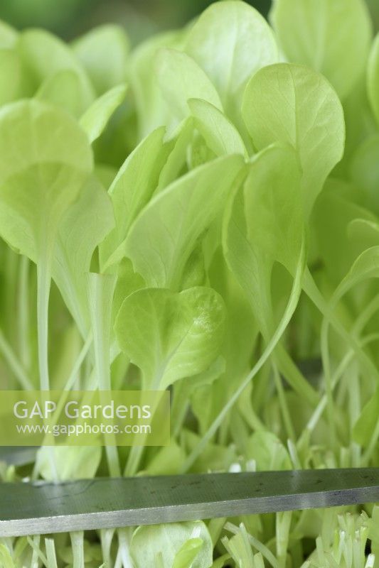 Lactuca sativa 'Gustav's Salad' Les semis de laitue sont coupés pour les jeunes feuilles de salade Septembre 