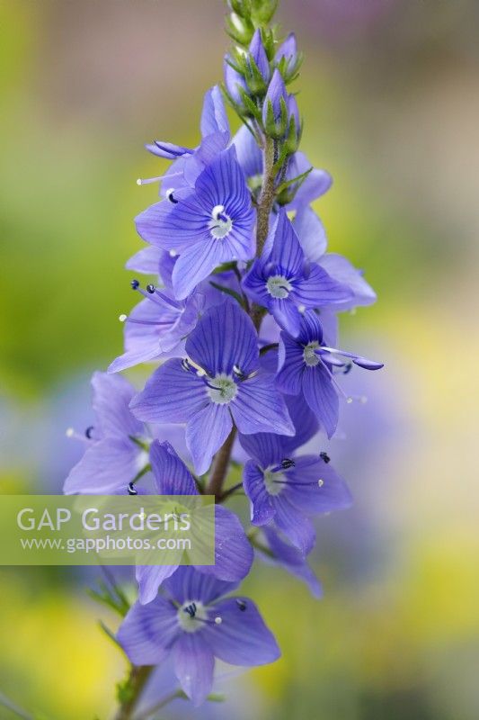 Veronica austriaca 'Shirley Bleu' 