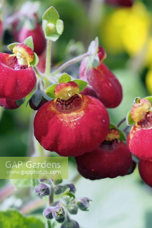 calceolaria Rouge Jaune 