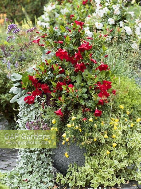 Pot mixte avec Mandevilla à fleurs rouges sous-planté avec Calylophus à fleurs jaunes et plante rampante à feuillage argenté Dichondra argentea, automne octobre 
