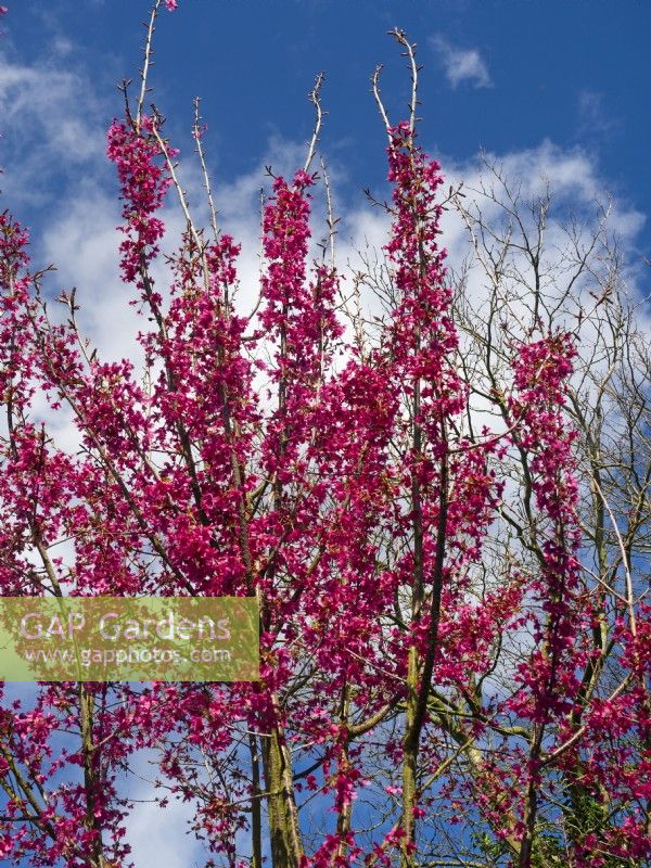 Prunus 'Collingwood Ingram' en fleur mars 