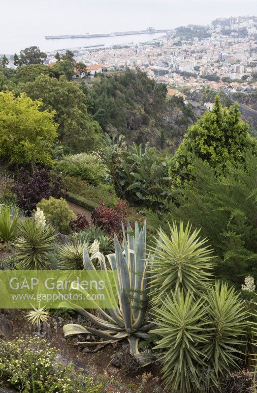 Vue sur les plantes succulentes du jardin botanique de Madère jusqu'à Funchal au loin. Été. 