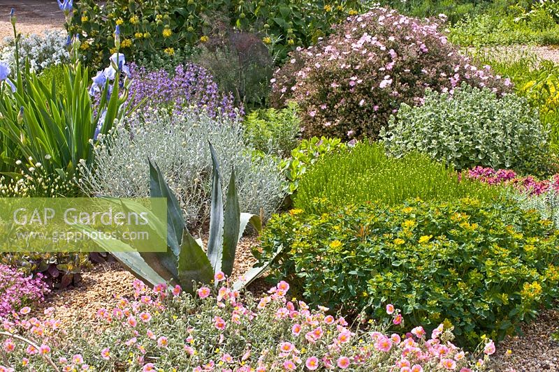 Jardin de gravier, Helianthemum, Santolina, Iris barbata Jane Phillips, Agave, Cistus Grayswood Pink 