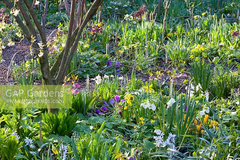 Plate-bande de plantes bulbeuses et vivaces 