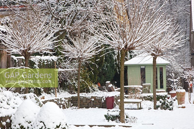 Jardin avec des robiniers à billes dans la neige 