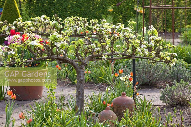 Potager à fruits en espalier au printemps, Pyrus communis Bonne Louise d'Avranches 