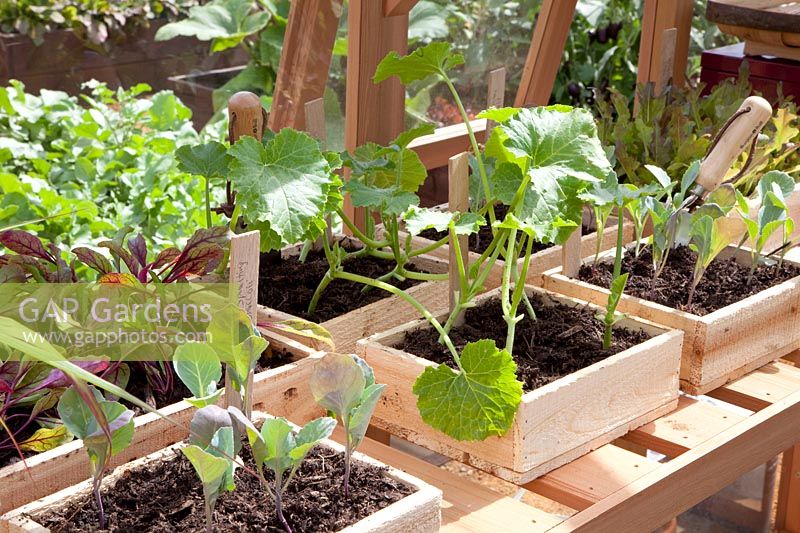 Cultiver des plants de légumes 
