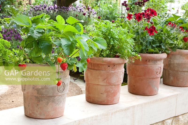 Fraises et cerfeuil en pot, Fragaria, Anthriscus cerefolium 