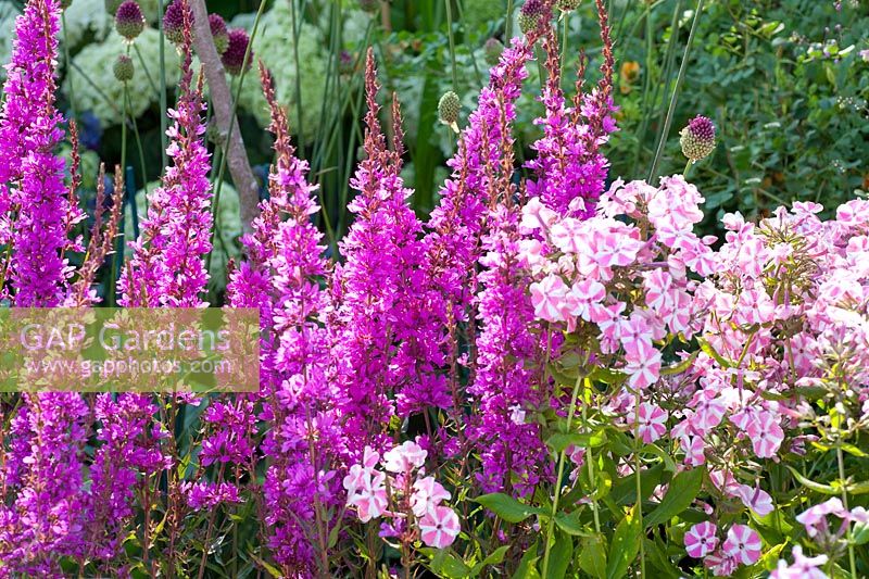 Salicaire et fleur de flamme, Lythrum virgatum Dropmore Purple, Phlox paniculata Peppermint Twist 
