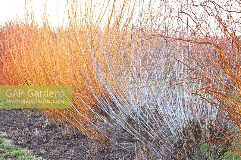 Saules en hiver, Salix alba 