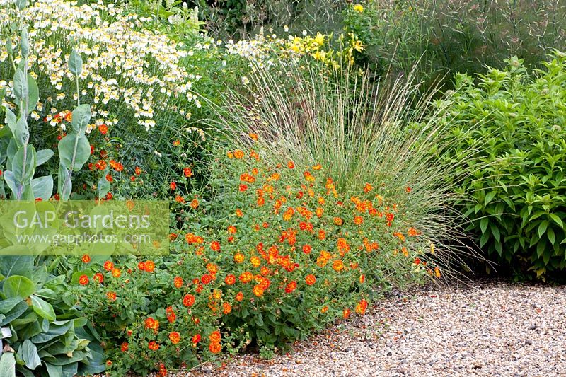 Jardin de graviers avec plantes vivaces et graminées, Rudbeckia maxima, Potentilla, Festuca mairei, Chrysanthemum serotinum Table de fête 