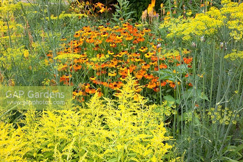 Lit en orange et jaune, Helenium, Solidaster Lemore, Anethum graveolens 