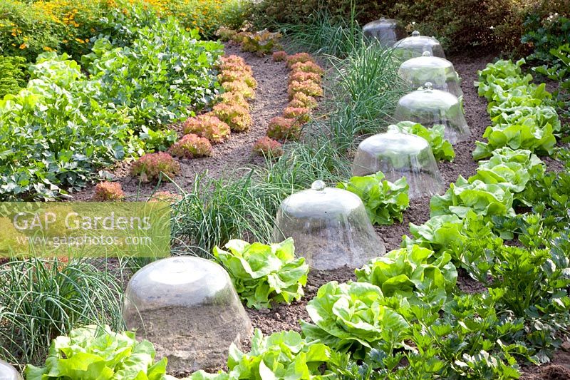 Lit de laitue, céleri, ciboulette, souci, Lactuca sativa, Apium, Allium schoenoprasum, Tagetes tenuifolia 