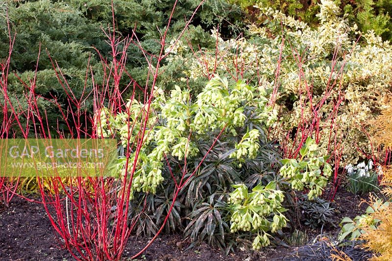 Lit en hiver, Cornus alba Sibirica ; Helleborus foetidus, Euonymus fortunei 