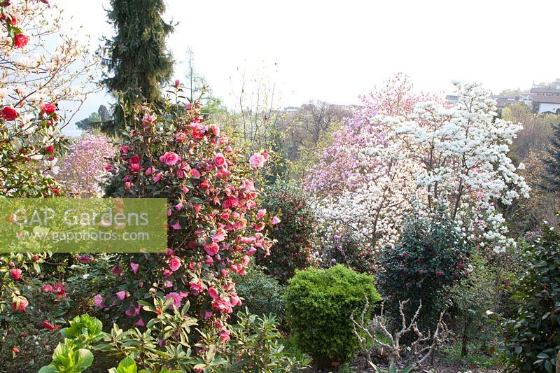 Magnolias et camélias dans le jardin botanique d'Otto Eisenhut 