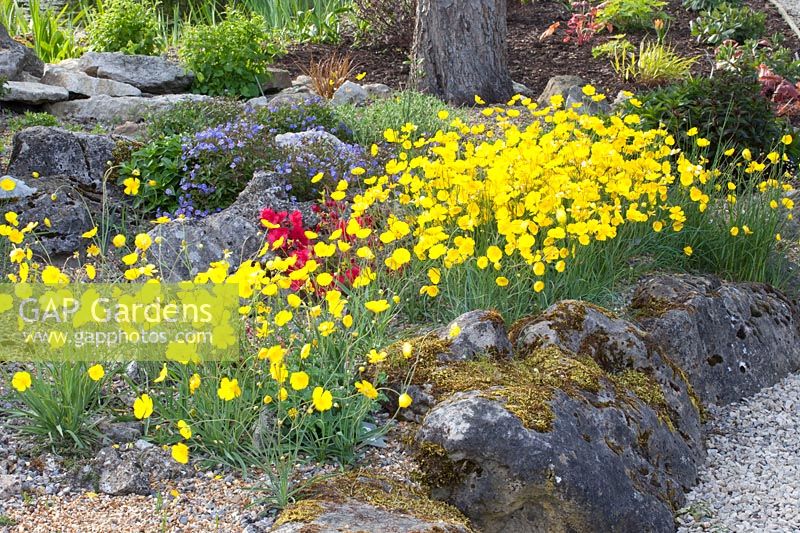 Rocaille, Ranunculus gramineus Pardal 