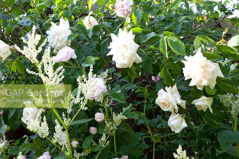 Roses et renouée, Aconogonon speciosum Johanniswolke, Rosa Ilse Krohn Superior, Rosa gallica Belle Isis 