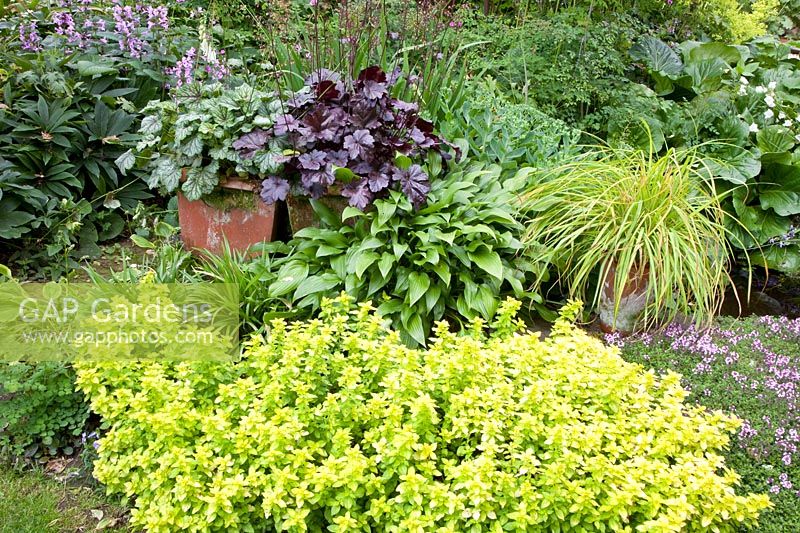 Jardin en pot et herbes aromatiques, Heuchera, Thymus, Origanum vulgare Aureum 