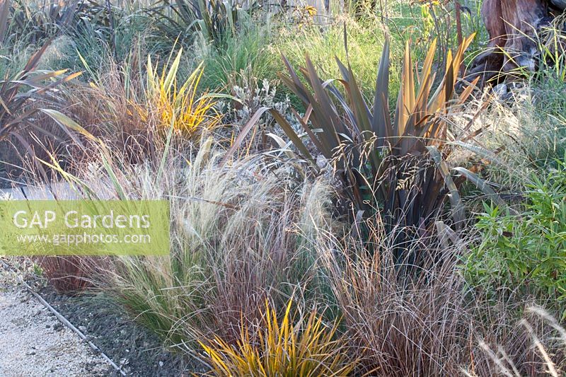 Lin et graminées de Nouvelle-Zélande, Phormium, Stipa tenuissima, le jardin maori de Laquenexy 
