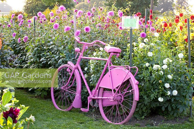 Vieux vélo dans le jardin de dahlia, Dahlia Baby Weiss, Dahlia Blaumeise 
