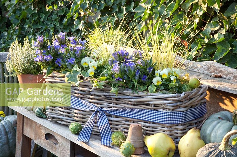 Panier de balcon, Gentiana,Carex,Viola cornuta,Hedera helix 