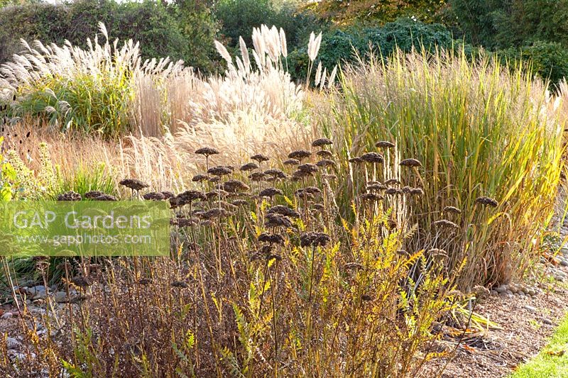 Switchgrass, Panicum virgatum Northwind,Achillea filipendula Variété Parkers 