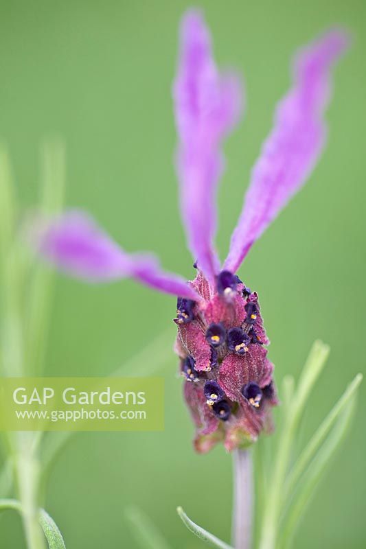 Lavande à crête, Lavandula stoechas 