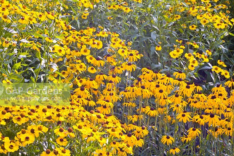Lit avec échinacée et échinacée, Rudbeckia fulgida, soleil de jardin Helenium ; Table fleurie Hélène 
