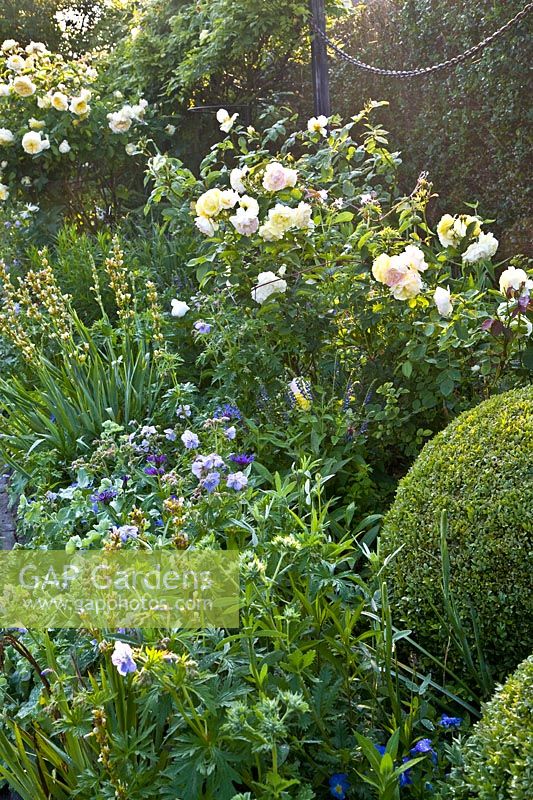 Roses et plantes vivaces comme bordures 