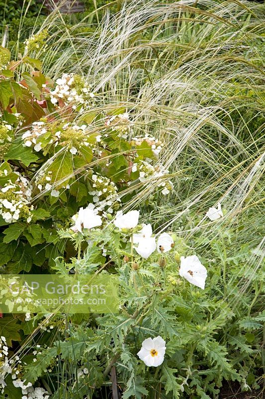 Combinaison d'herbe et d'hortensia, Stipa barbata, Hydrangea quercifolia 