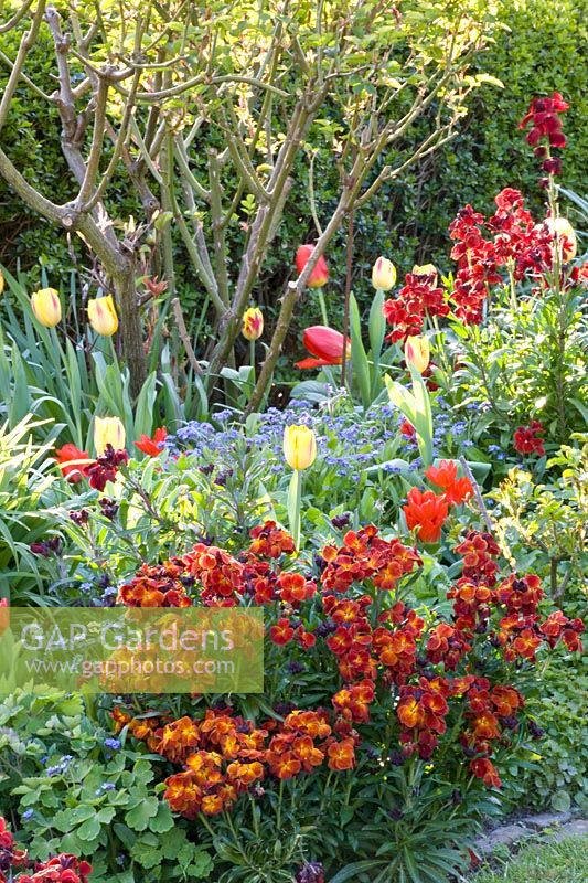Plate-bande de plantes annuelles, vivaces et tulipes 