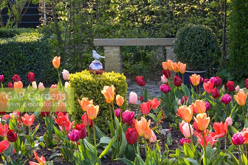 Jardin avec tulipes 