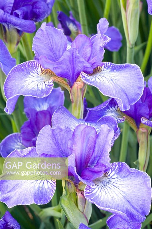 Portrait Iris de Sibérie 