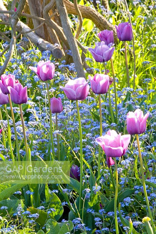 Tulipes violettes et myosotis, Tulipa Bleu Amable, Myosotis 