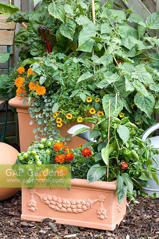 Légumes et fleurs en pots 