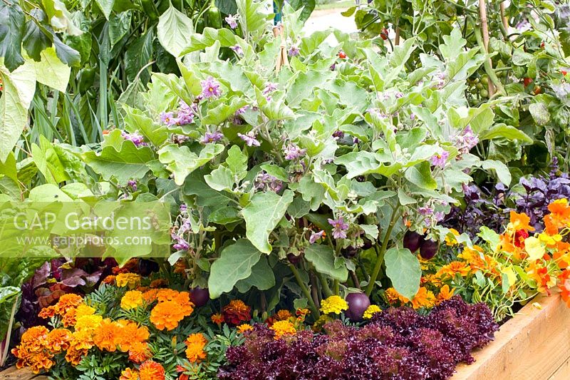 Combinaison de légumes et de plantes annuelles 