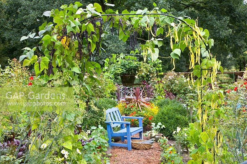 Potager avec haricots verts 