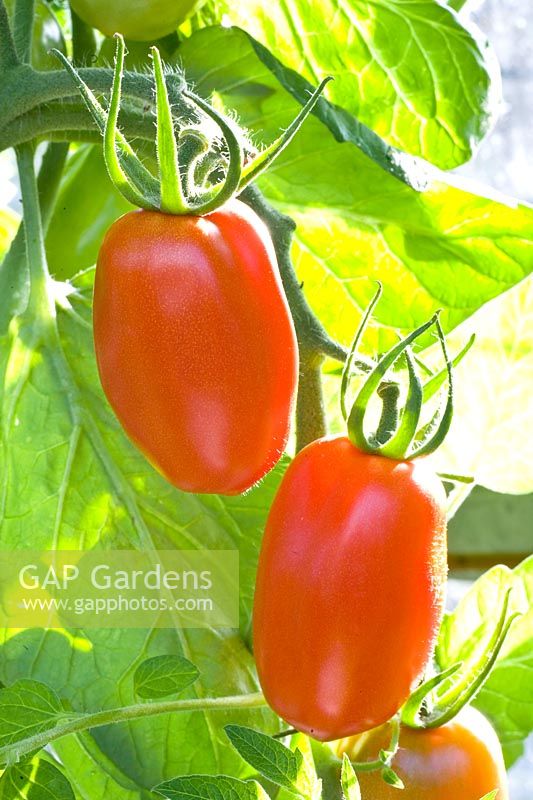 Portrait tomate San Marzano 