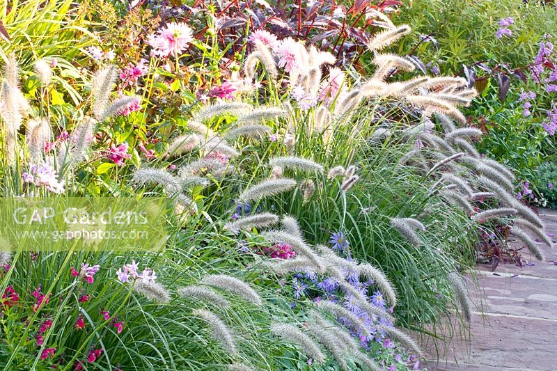 Herbe Pennisetum à la fin de l'été 